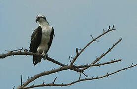 Western Osprey