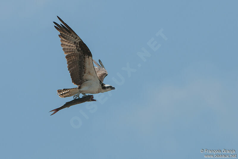 Balbuzard pêcheur