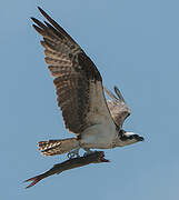 Western Osprey