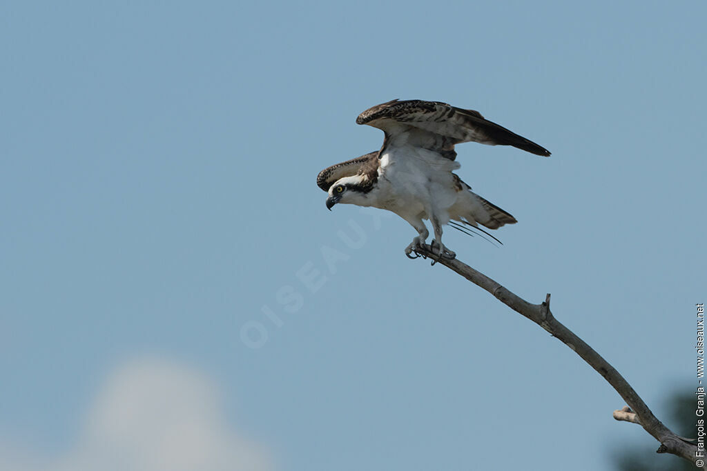 Western Osprey