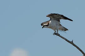 Western Osprey