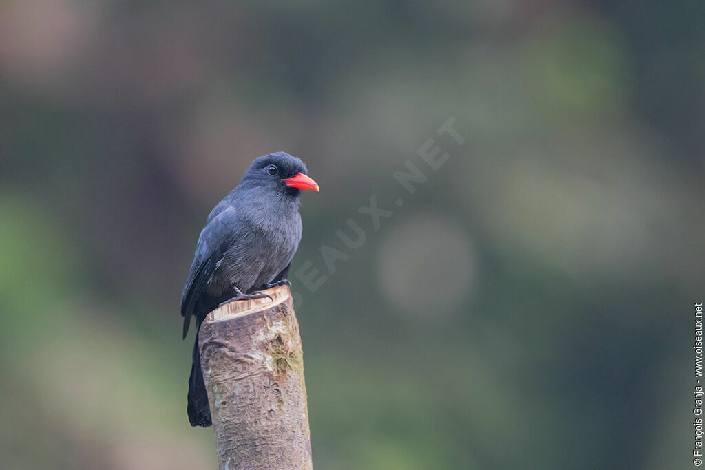 Black-fronted Nunbird