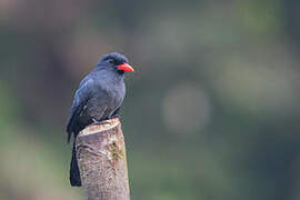 Black-fronted Nunbird