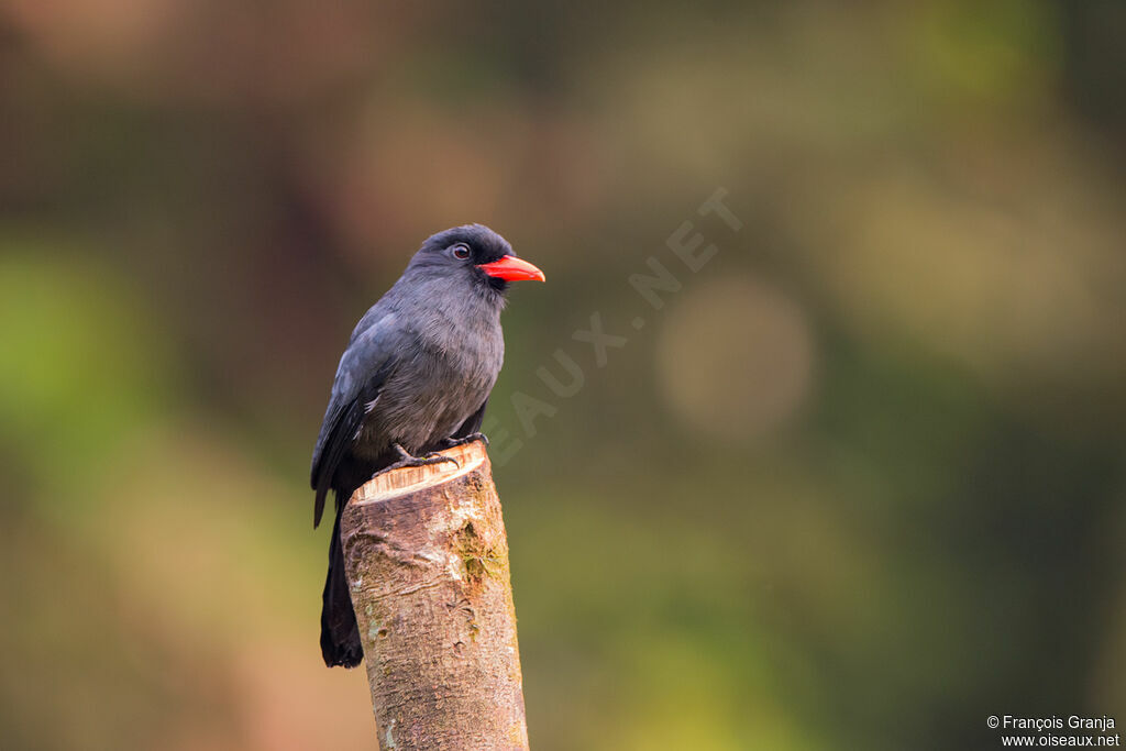 Black-fronted Nunbird