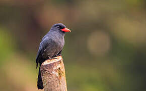 Black-fronted Nunbird