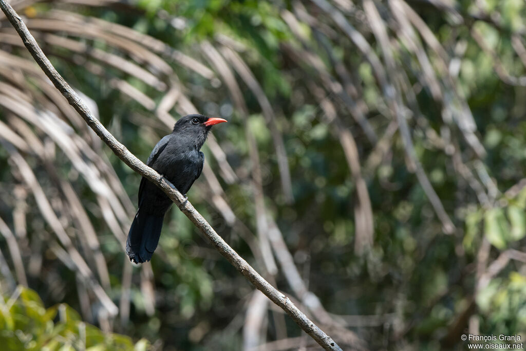 Black-fronted Nunbird