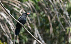 Black-fronted Nunbird