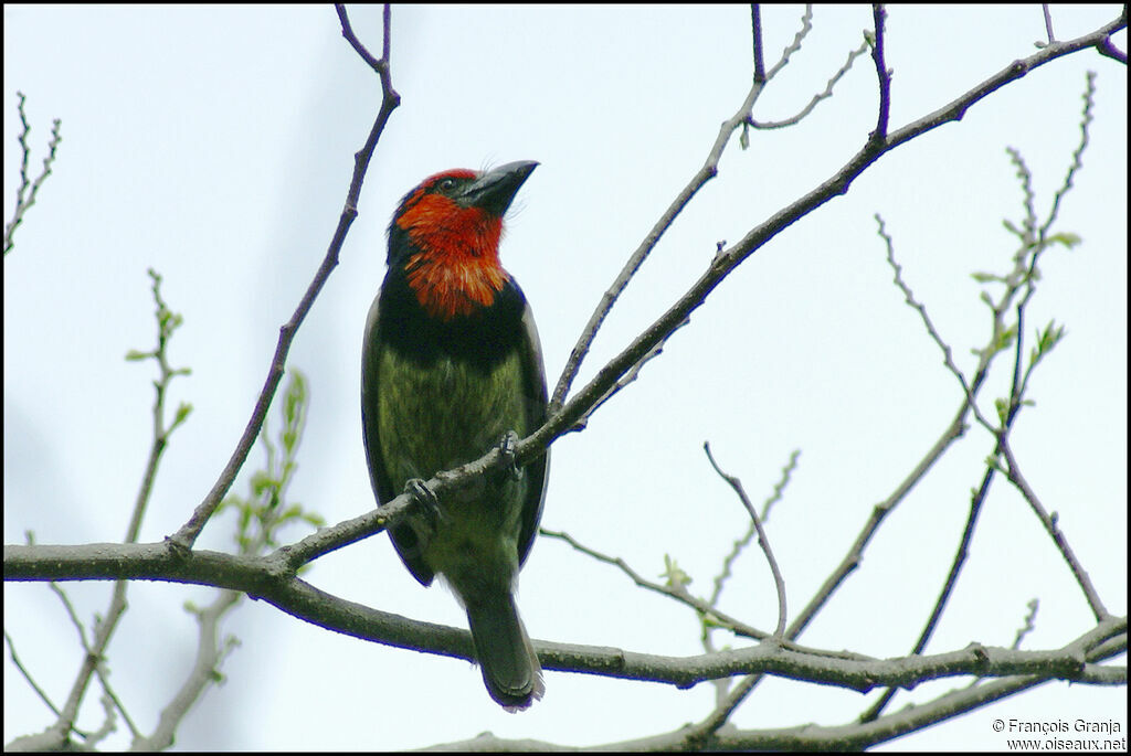 Black-collared Barbet