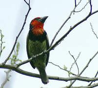 Black-collared Barbet