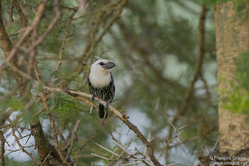 White-headed Barbetadult