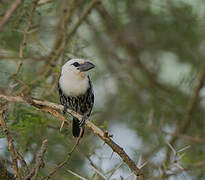 White-headed Barbet