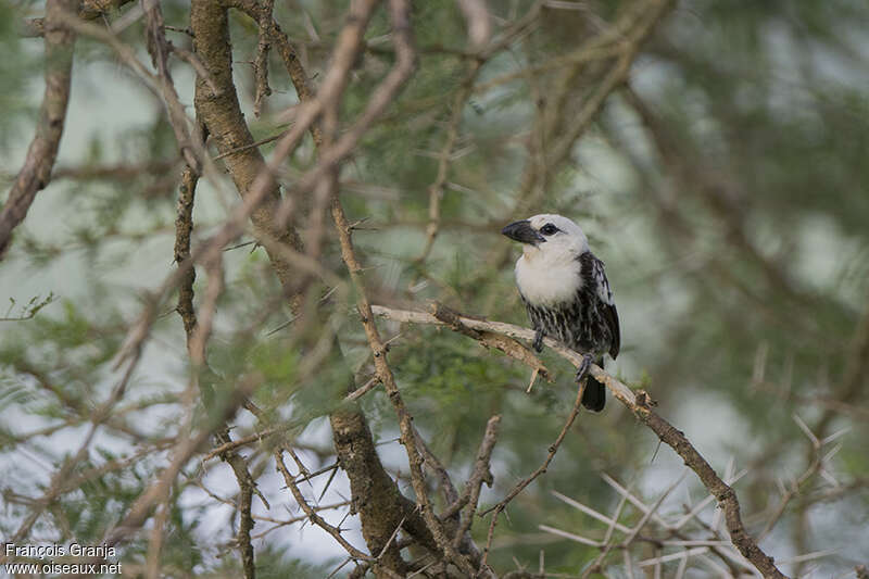 White-headed Barbetadult, habitat, pigmentation