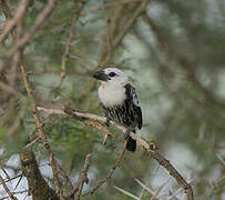 White-headed Barbet