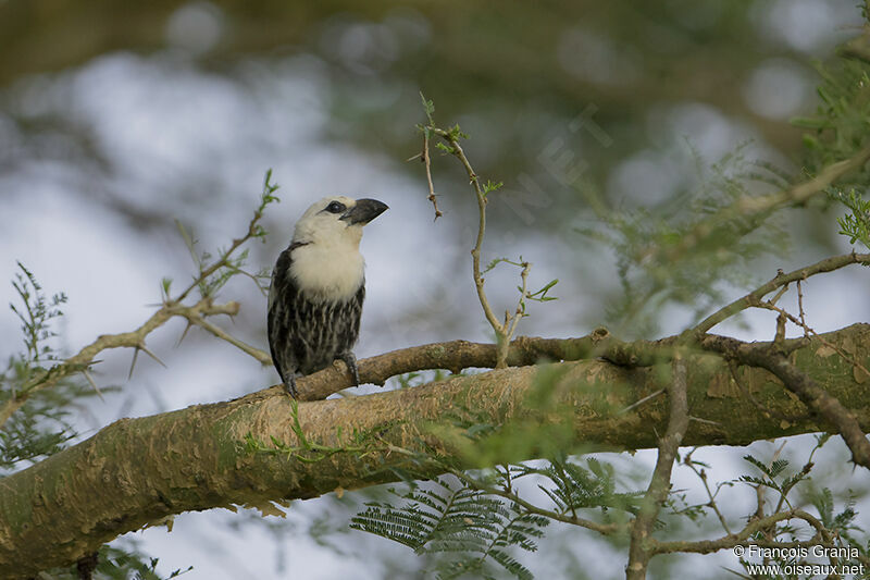 White-headed Barbetadult