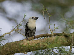 White-headed Barbet