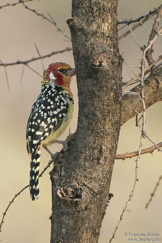 Red-and-yellow Barbet