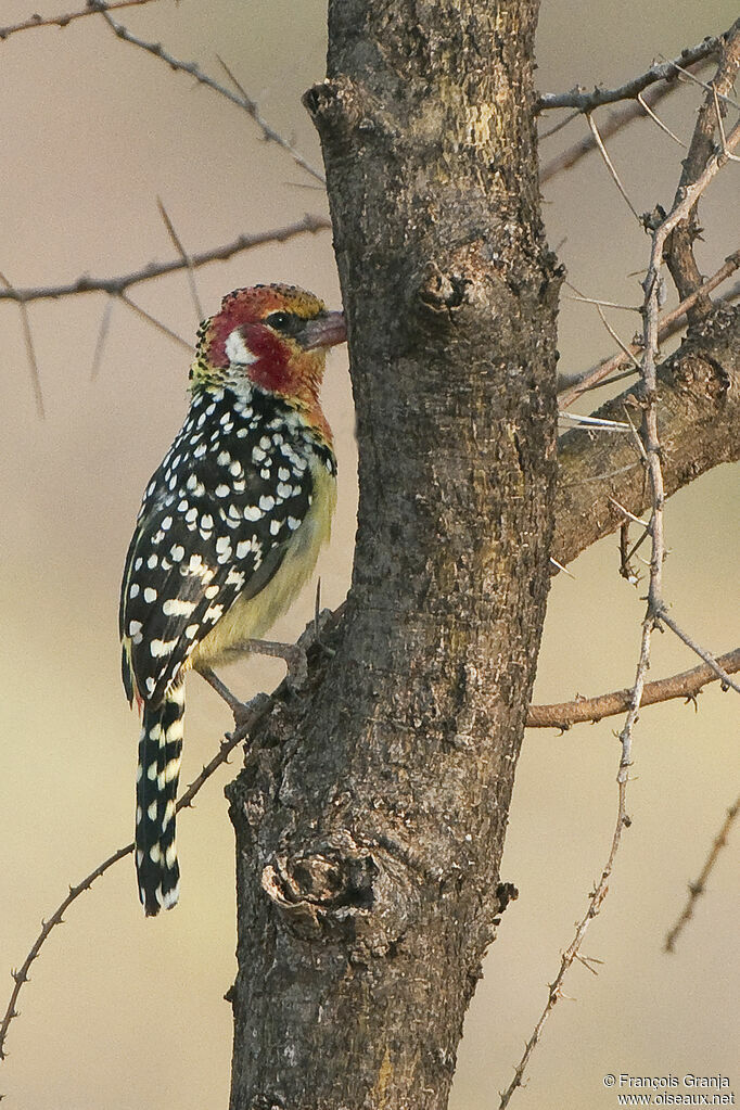 Red-and-yellow Barbet