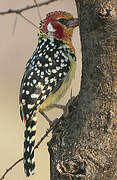 Red-and-yellow Barbet