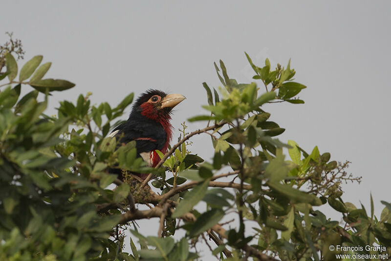 Double-toothed Barbetadult