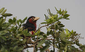 Double-toothed Barbet