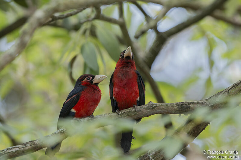 Double-toothed Barbet 