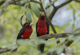 Double-toothed Barbet