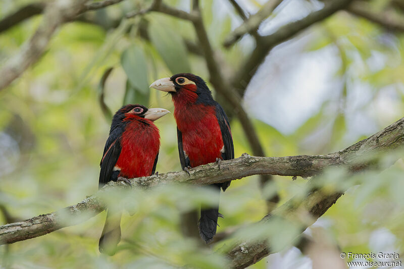 Double-toothed Barbet 