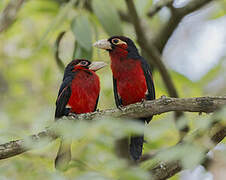 Double-toothed Barbet