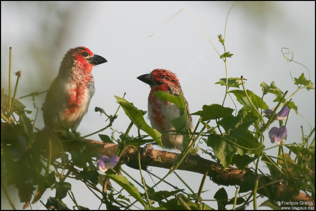 Vieillot's Barbet 