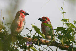 Vieillot's Barbet