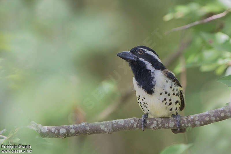 Spot-flanked Barbet male adult, close-up portrait