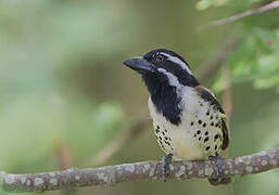 Spot-flanked Barbet