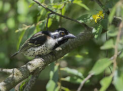 Spot-flanked Barbet