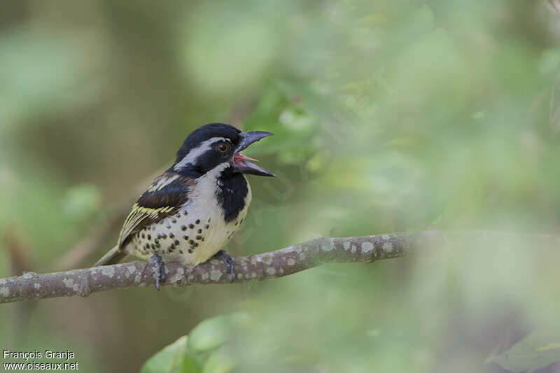 Spot-flanked Barbet male adult, close-up portrait