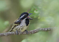 Spot-flanked Barbet