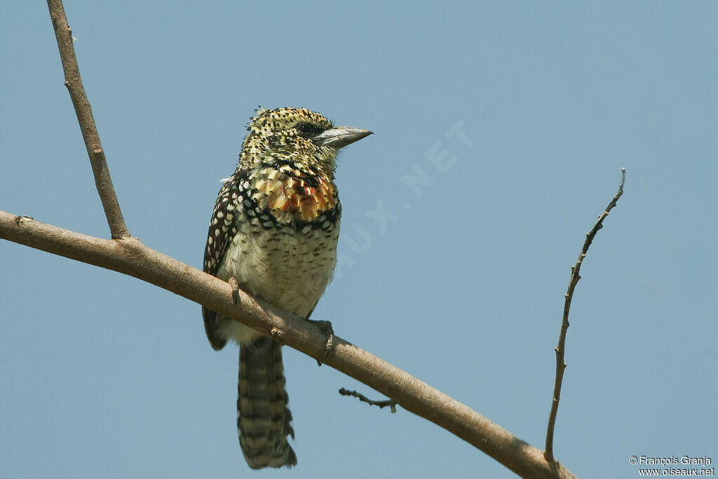 Usambiro Barbet