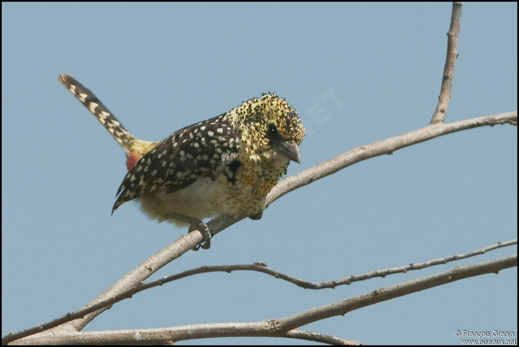 Usambiro Barbet