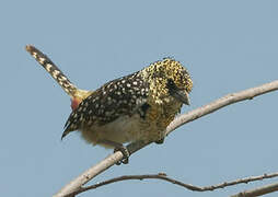 Usambiro Barbet