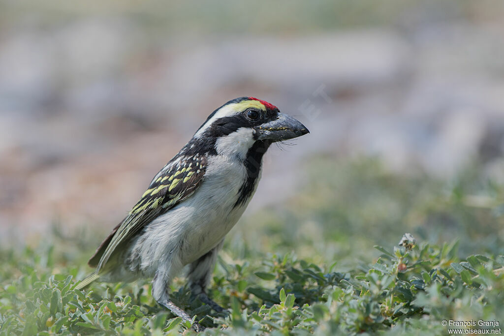 Acacia Pied Barbet