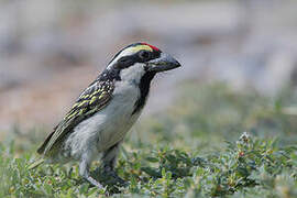 Acacia Pied Barbet