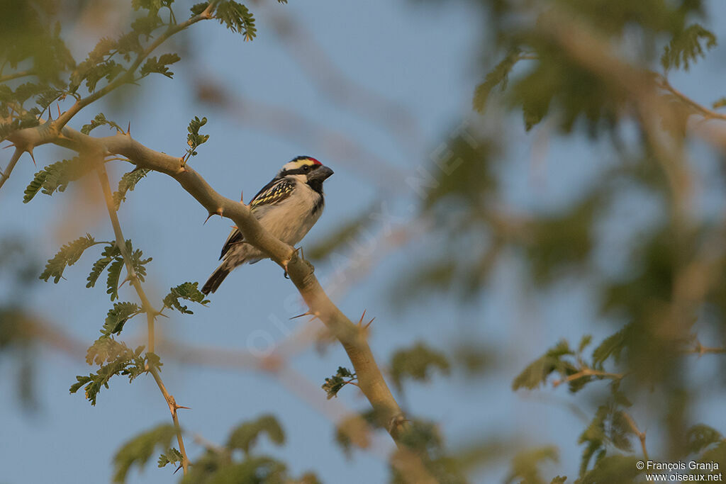 Acacia Pied Barbet