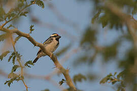 Acacia Pied Barbet