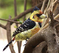 Crested Barbet