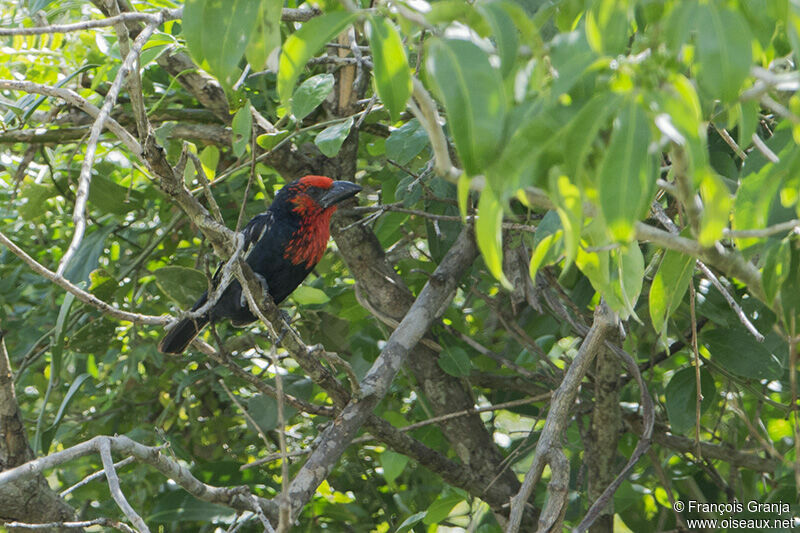 Black-billed Barbetadult