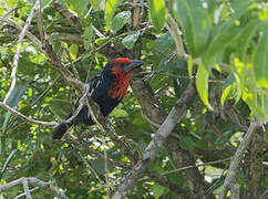 Black-billed Barbet