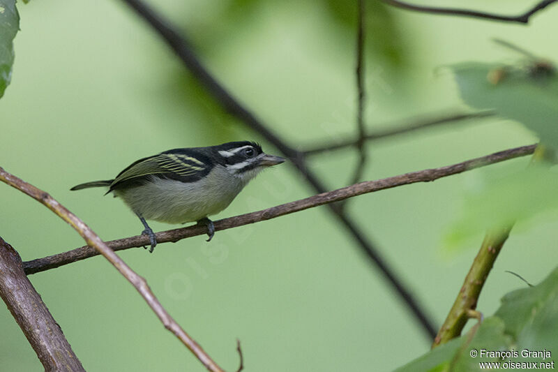 Yellow-rumped Tinkerbirdadult