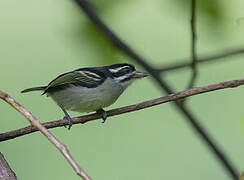 Yellow-rumped Tinkerbird