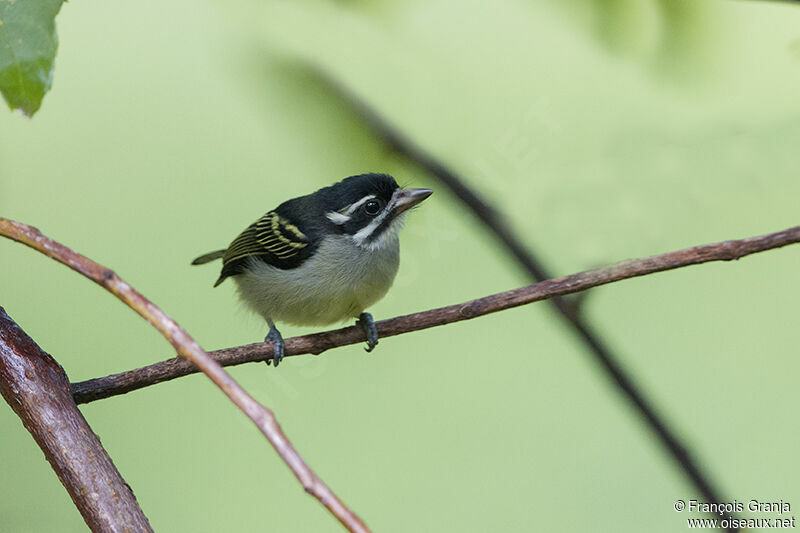 Yellow-rumped Tinkerbirdadult