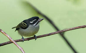 Yellow-rumped Tinkerbird