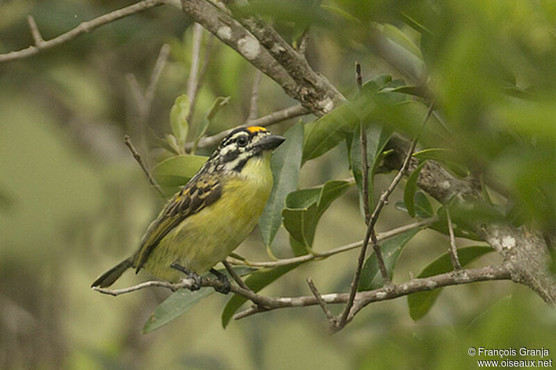 Barbion à front jauneadulte, identification